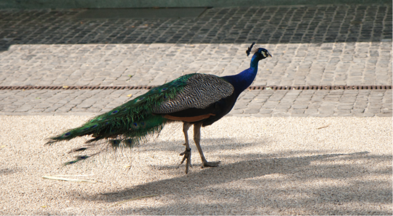 Платон оказался на коне