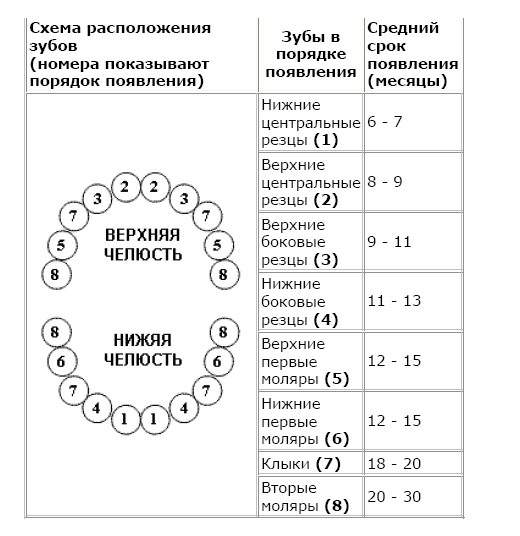 Зубки. Сразу два.