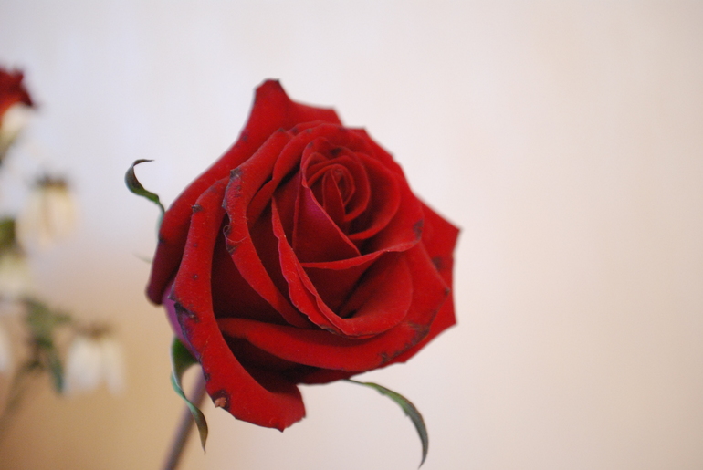 День рождения прошел, впечатления остались)