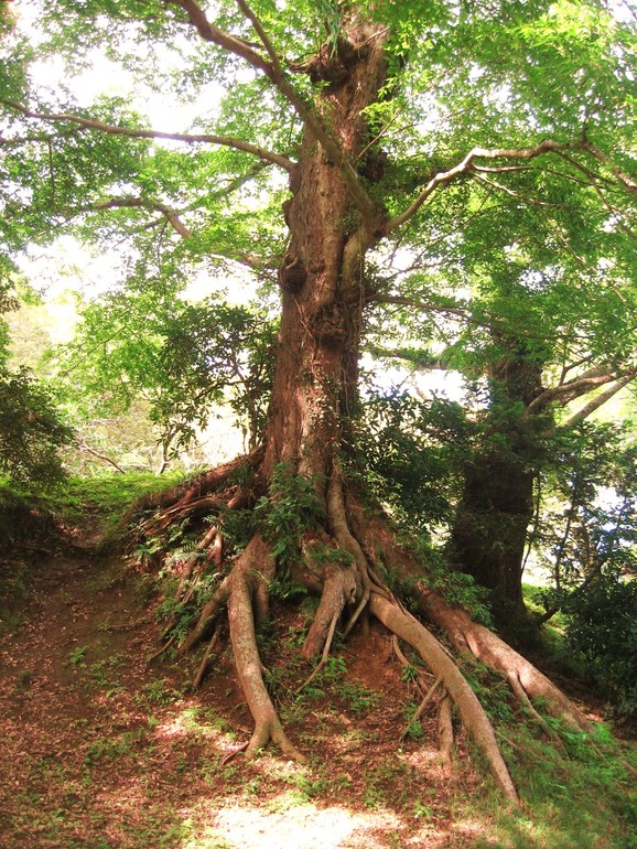 В поисках Тоторо.....