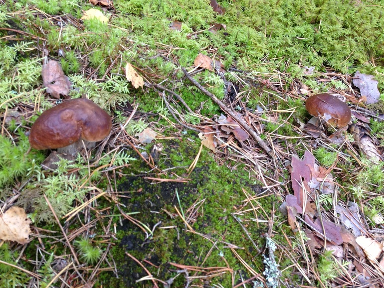 Вот такие грибы в Псковской области