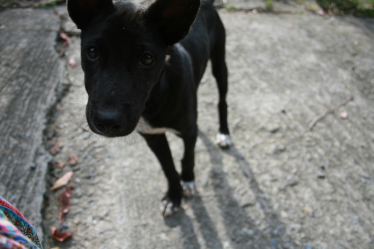 Очередная виза ран позади. Патонг. Смотровая площадка...