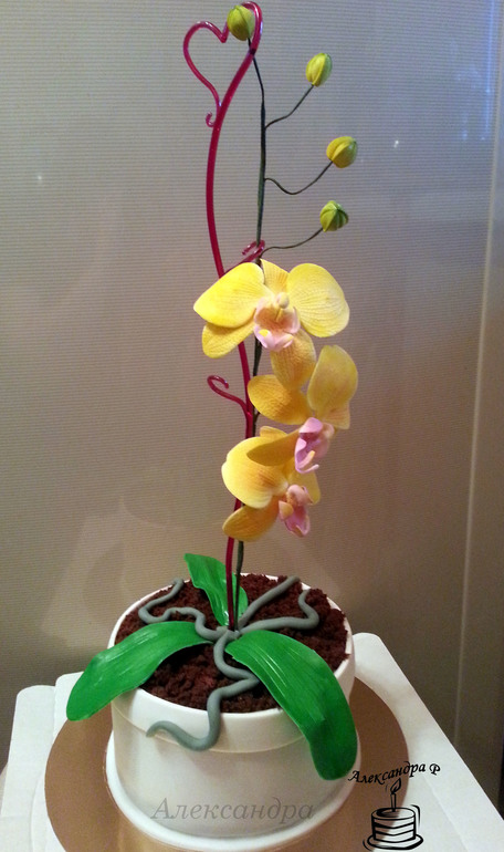 Мои торты Для нее