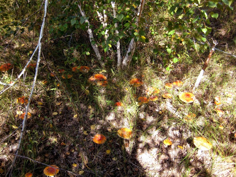 ну вот такой вот я грибник ))