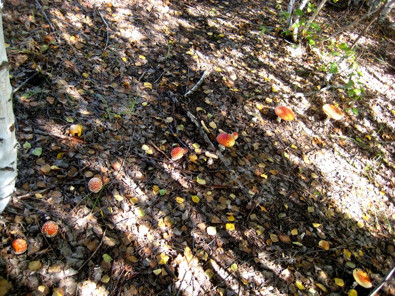 ну вот такой вот я грибник ))