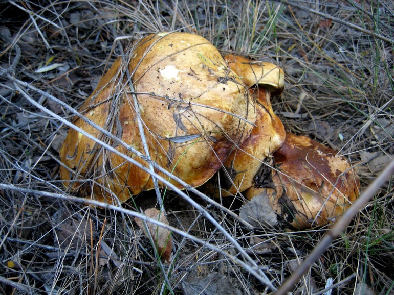 ну вот такой вот я грибник ))