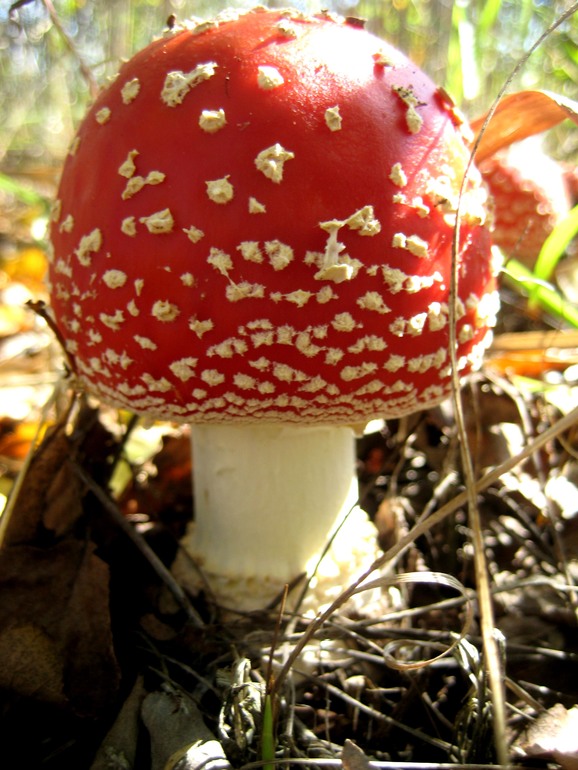 ну вот такой вот я грибник ))