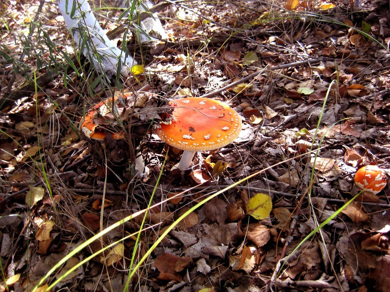 ну вот такой вот я грибник ))