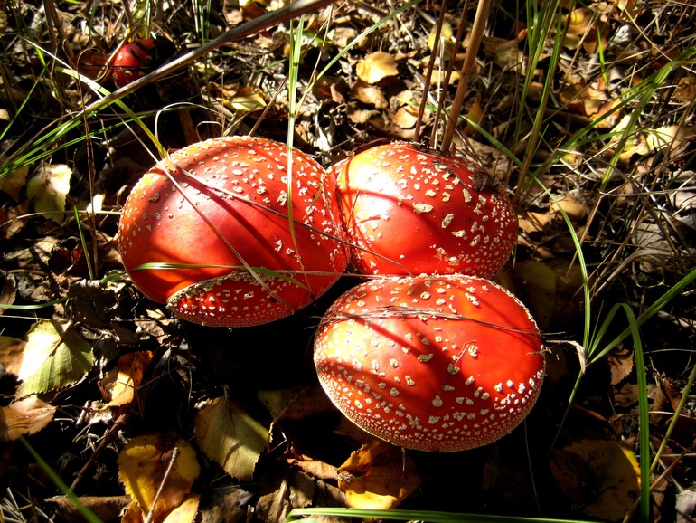 ну вот такой вот я грибник ))