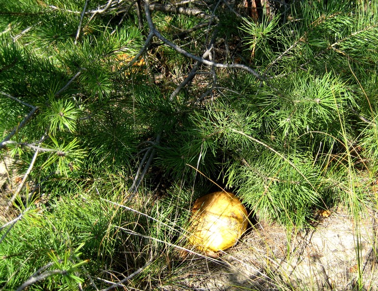 ну вот такой вот я грибник ))