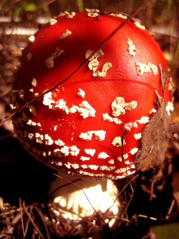 ну вот такой вот я грибник ))