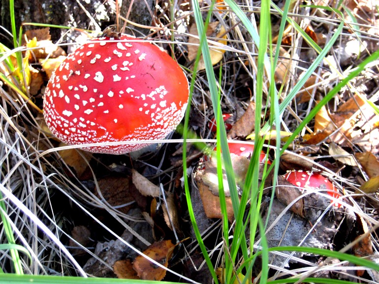 ну вот такой вот я грибник ))