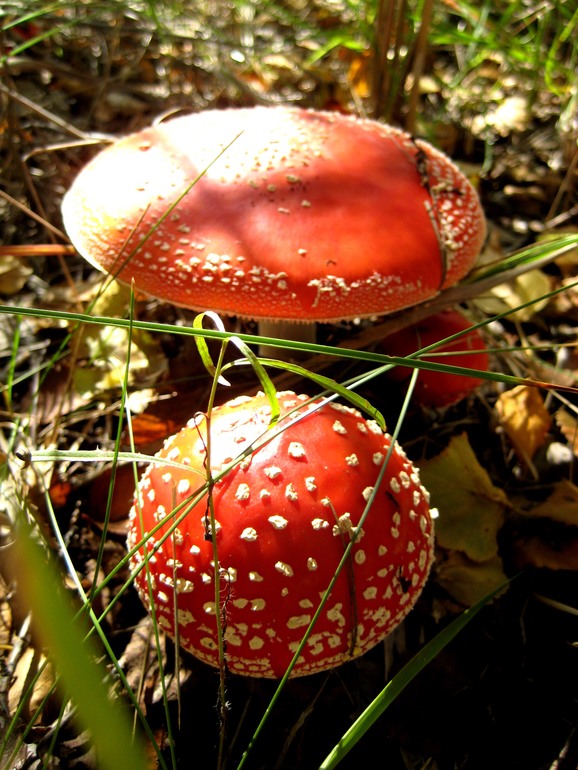 ну вот такой вот я грибник ))