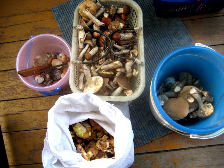 ну вот такой вот я грибник ))