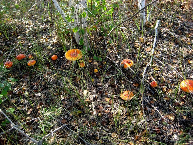 ну вот такой вот я грибник ))