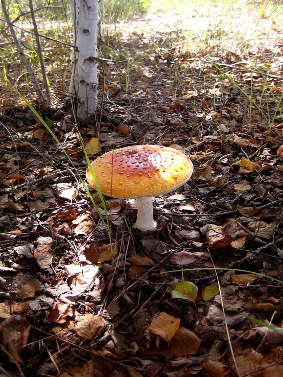 ну вот такой вот я грибник ))