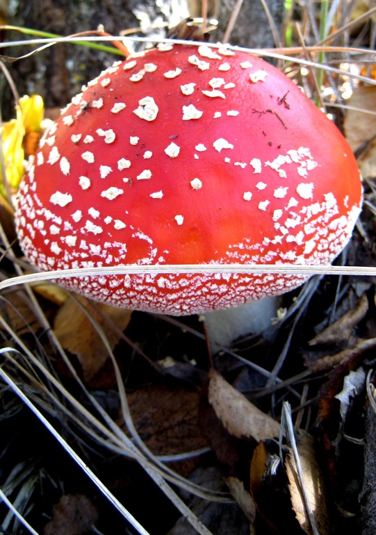 ну вот такой вот я грибник ))