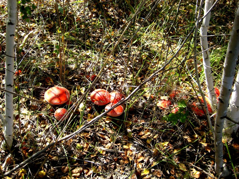 ну вот такой вот я грибник ))