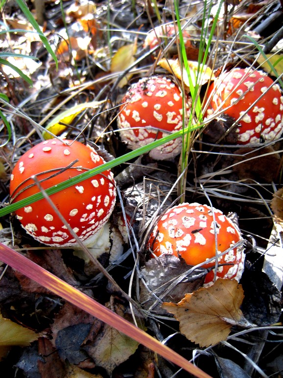 ну вот такой вот я грибник ))