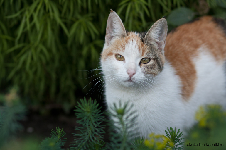 про Машу-следопыта