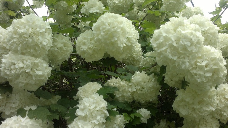 Апрель -Май 2013.Сочи.