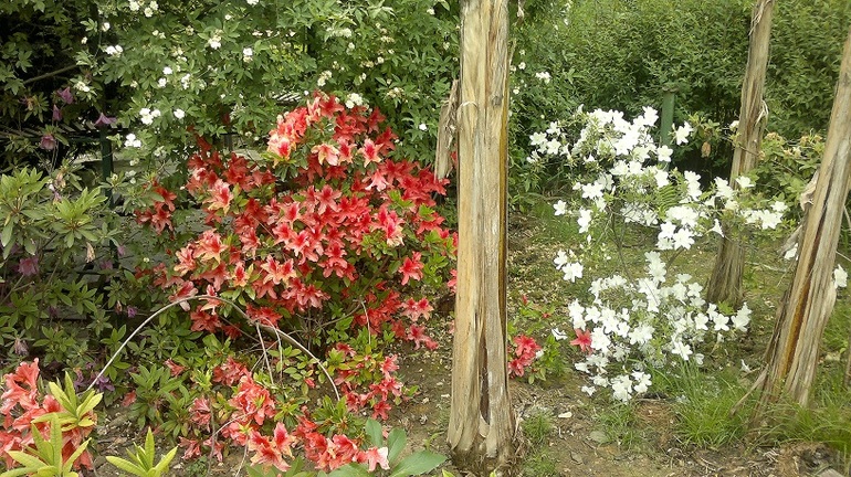 Апрель -Май 2013.Сочи.