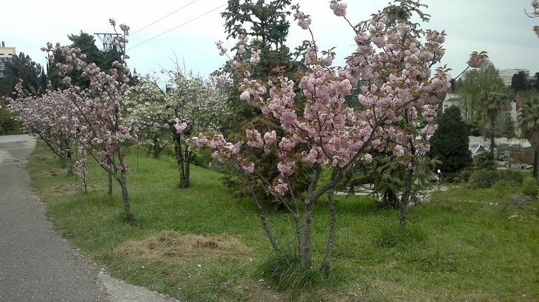 Апрель -Май 2013.Сочи.