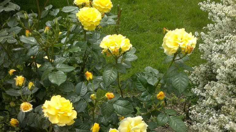 Апрель -Май 2013.Сочи.