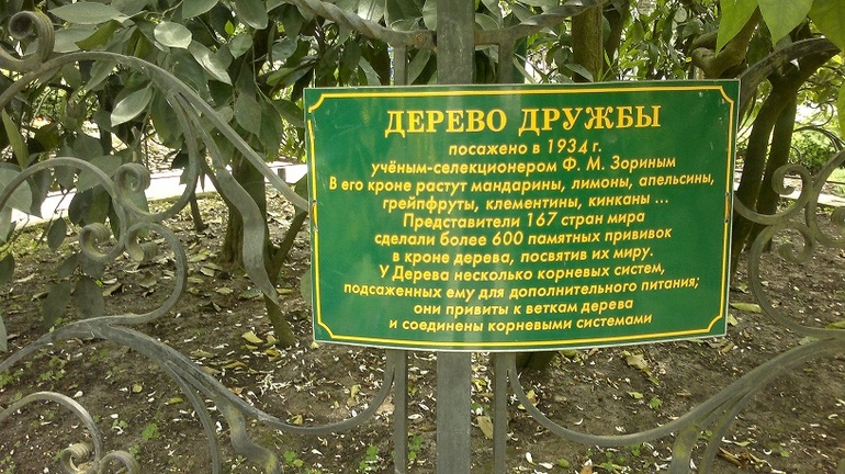 Апрель -Май 2013.Сочи.