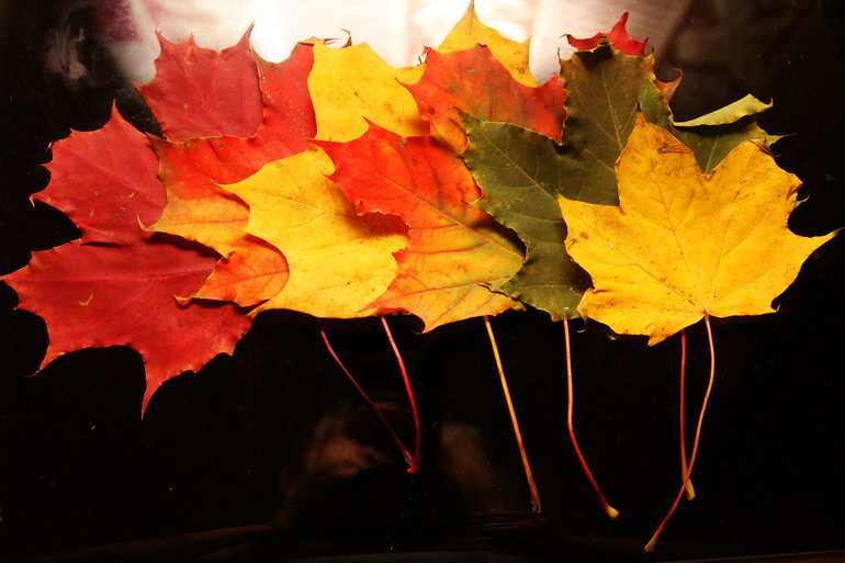 Лиза снова пошла сегодня в садик.