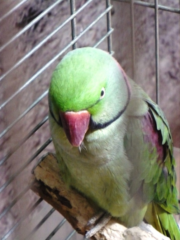 Выставка экзотических птиц