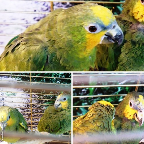 Выставка экзотических птиц