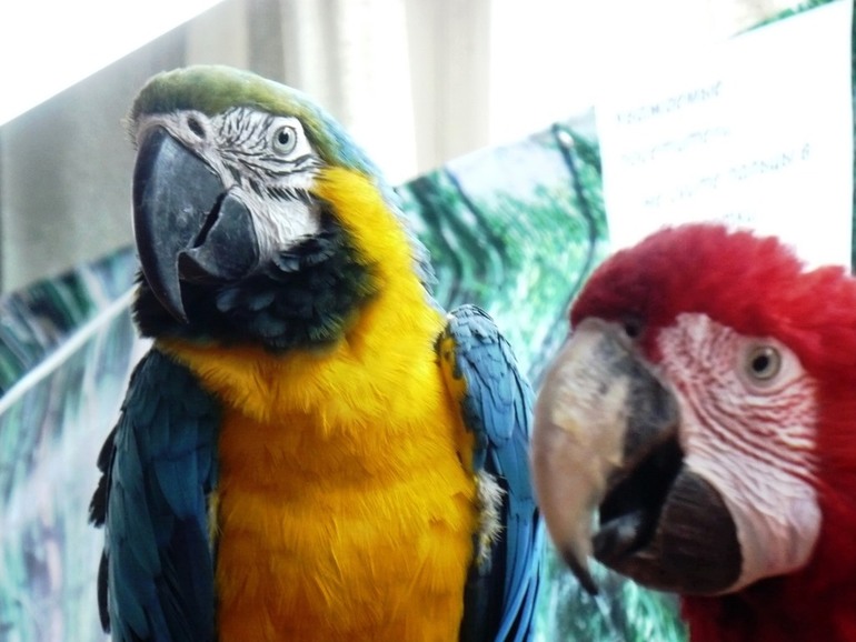 Выставка экзотических птиц