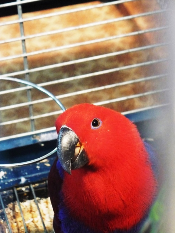 Выставка экзотических птиц