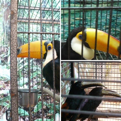 Выставка экзотических птиц