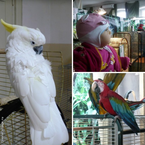 Выставка экзотических птиц