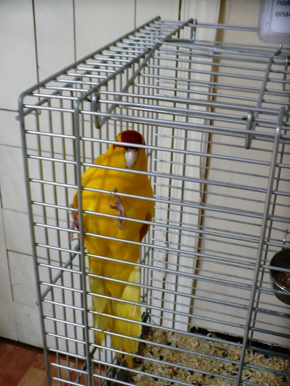 Выставка экзотических птиц