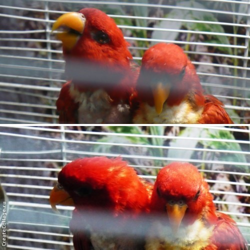 Выставка экзотических птиц