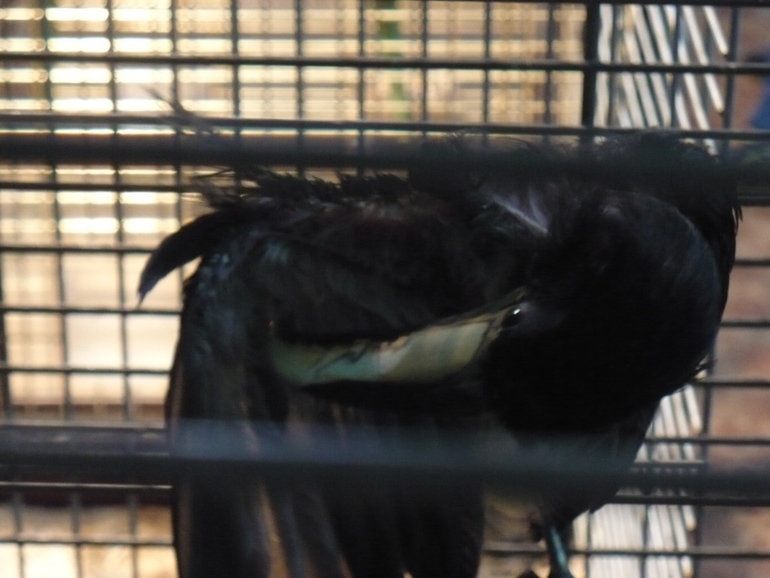 Выставка экзотических птиц