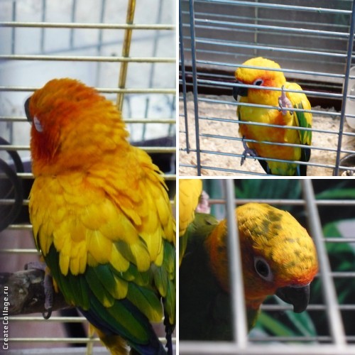 Выставка экзотических птиц