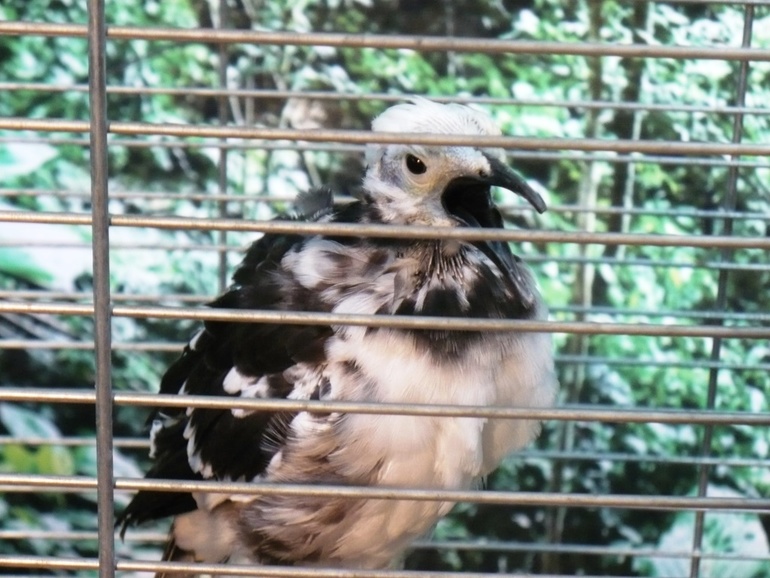 Выставка экзотических птиц