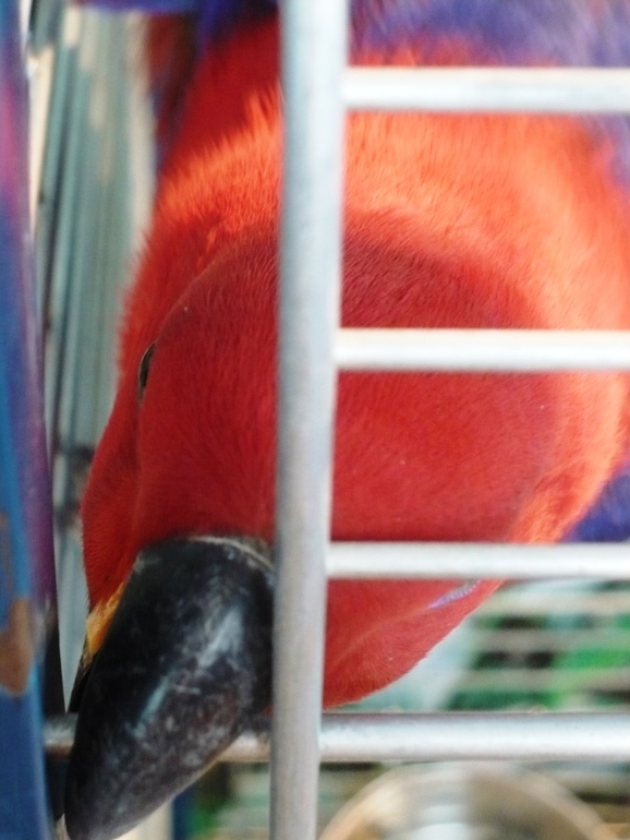 Выставка экзотических птиц