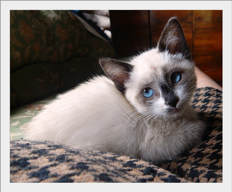 Новая жертва;))))))))