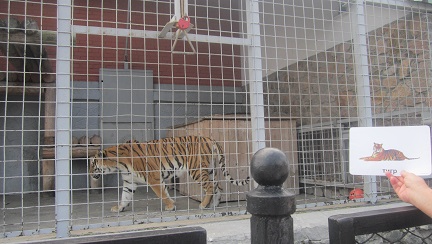 Занятие с детьми по теме «Животные»