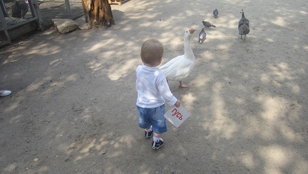 Занятие с детьми по теме «Животные»