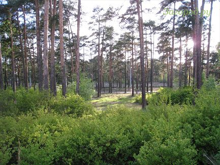 Cестрорецк, Парковая улица Площадь 18 соток Стоимость 38 млн.рублей