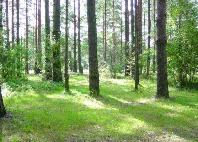 Продажа участков в Зеленогорске В городе Зеленогорске компания