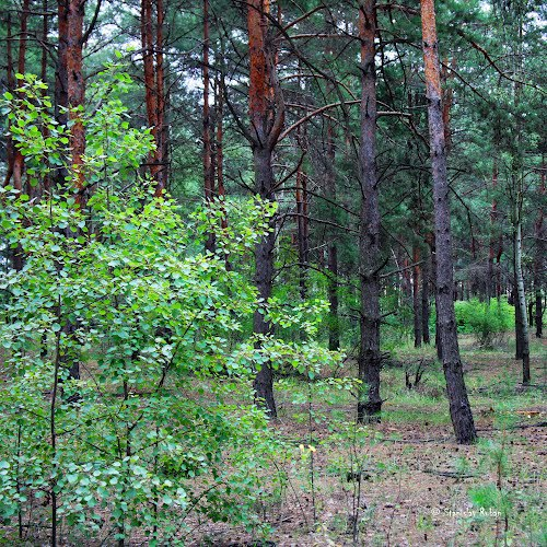 Продажа участков в Зеленогорске В городе Зеленогорске компания