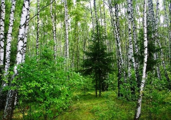 Продажа участков в Сестрорецке В городе Сестрорецке на продажу выставлено 7 земельных участков: