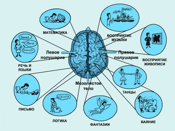 ПРАВОЕ И ЛЕВОЕ ПОЛУШАРИЕ